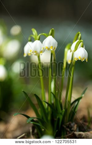 Early Spring Snowflake Flowers