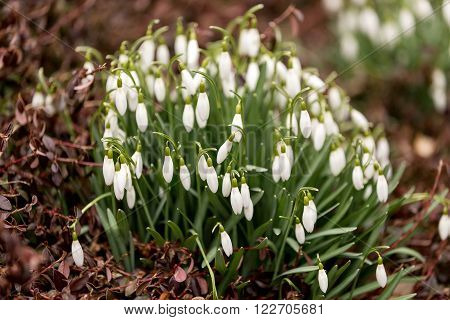 Snowdrop Bloom In Springtime