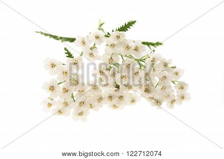 White yarrow flowers isolated on white background.