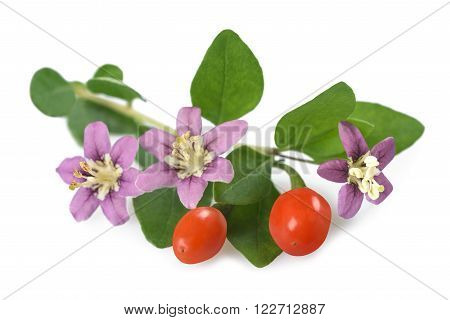 goji branch with berry flowers and leaves isolated on white
