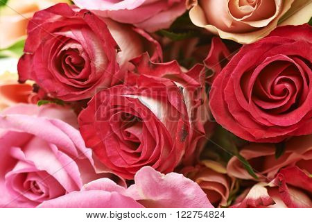Close-up shot of mulitple rose buds as a backdrop composition