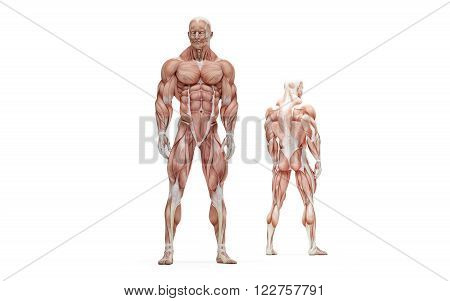 Posing athlete. Anatomical illustration. Isolated over white. Contains clipping path