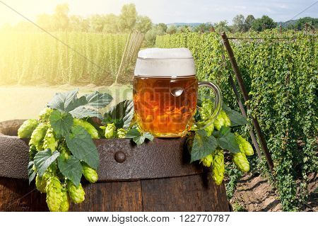 glass of beer with hop cones in the hop field