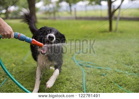 A dog playing with water from a garden hose.