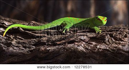 Phelsuma Madagascariensis.