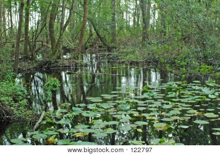 Little Blue Spring Run