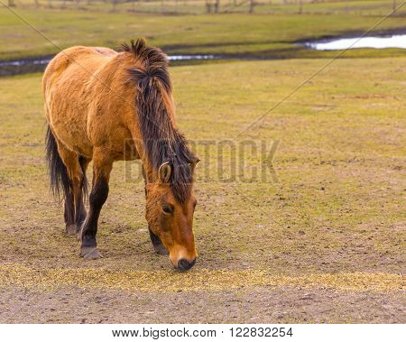 Przewalski horse (Equus przewalski) portrait. Wild european horse photographed in animal park