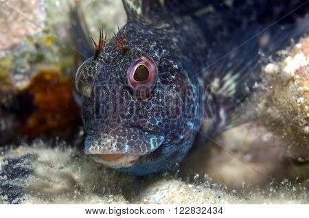 A Small Fish Comes Out On The Rock