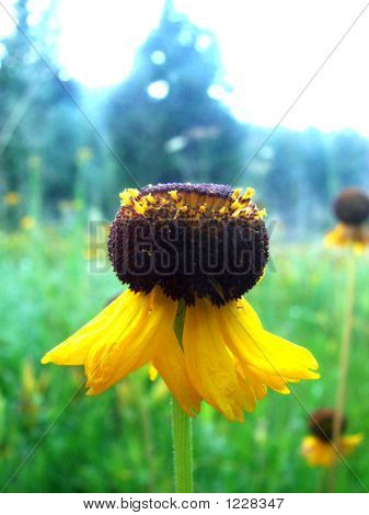 Fiore giallo