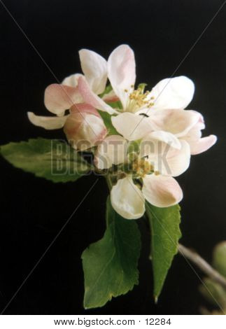 ต้นแอปเปิ้ล