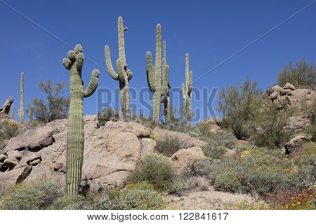 Giant thorny Saguaro Cactus in Sonoran Desert of Southwestern USA