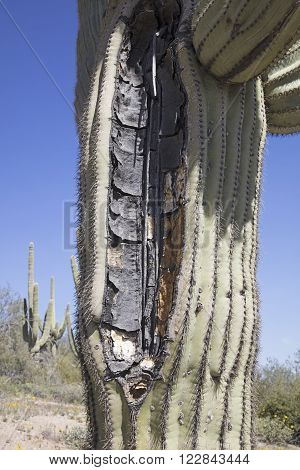 A giant Saguaro cactus split open possibly by a lightning strike