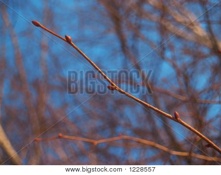 Printemps à venir