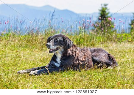 portratit of dog lying on grass, close up
