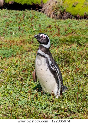 Magellanic Penguin Seno Otway - Punta Arenas Chile