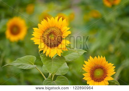 Blooming Sunflower with blurred background. Sunflowers garden