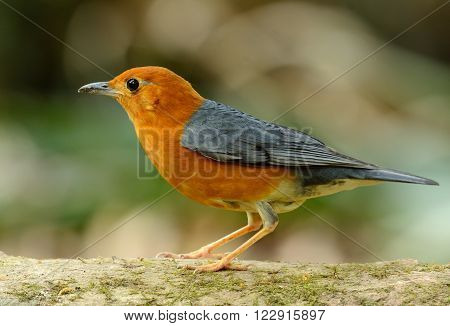 beautiful male Orange-headed Thrush (Zoothera citrina) in Thailand
** Note: Visible grain at 100%, best at smaller sizes