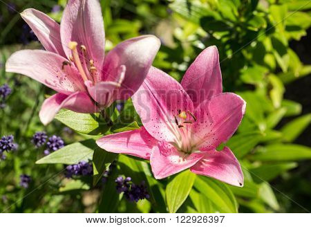 Close-up Of Pink Liles Flowers.  Common Names For Species In This Genus Include Fairy Lily Rainflowe