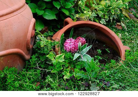 Pink hyacinths blooming among ivy and other plants near cermic pots outside in the gardens of Shanghai Flower Port in Shanghai China.