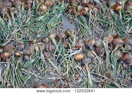 Picture of a fresh planted organic onion