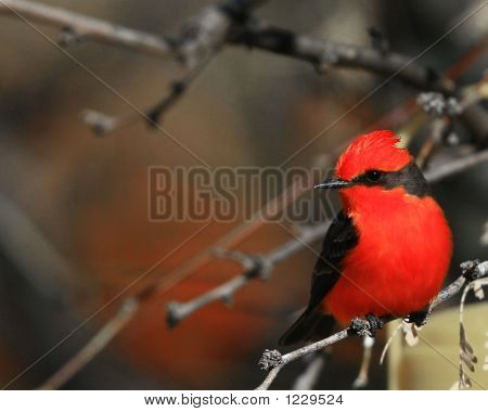 Vermilion Flycatcher