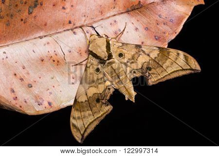 Ambulyx Substrigilis Hawk Moth