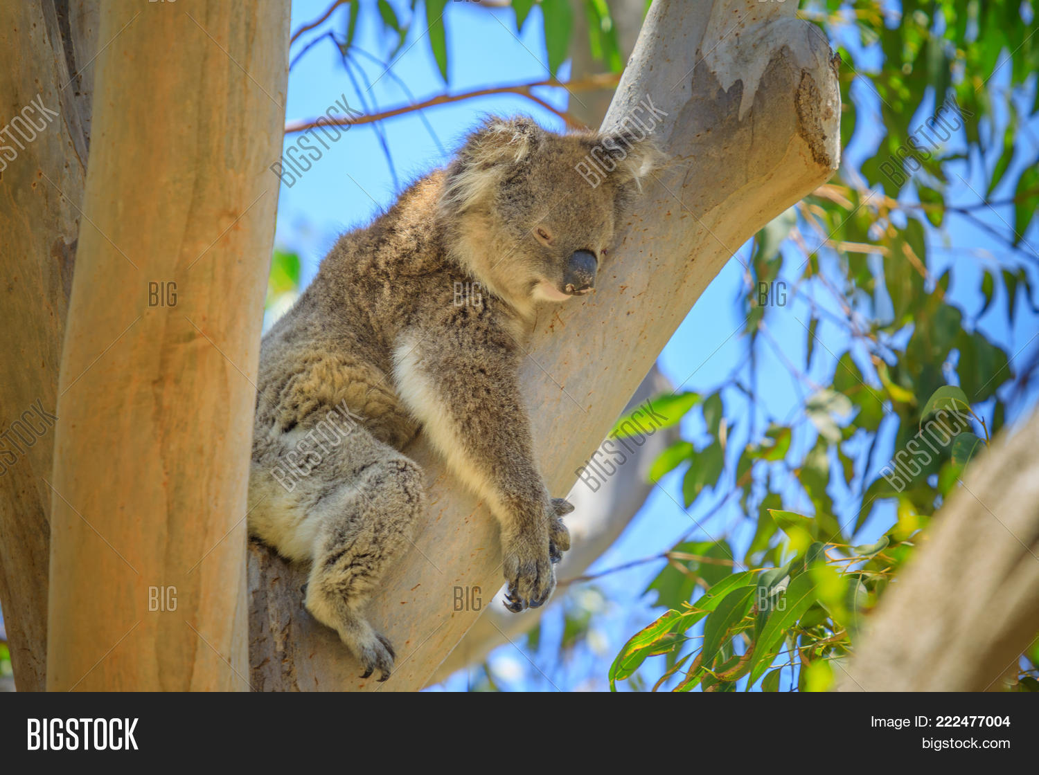 Close Adult Male Koala Image & Photo (Free Trial) Bigstock
