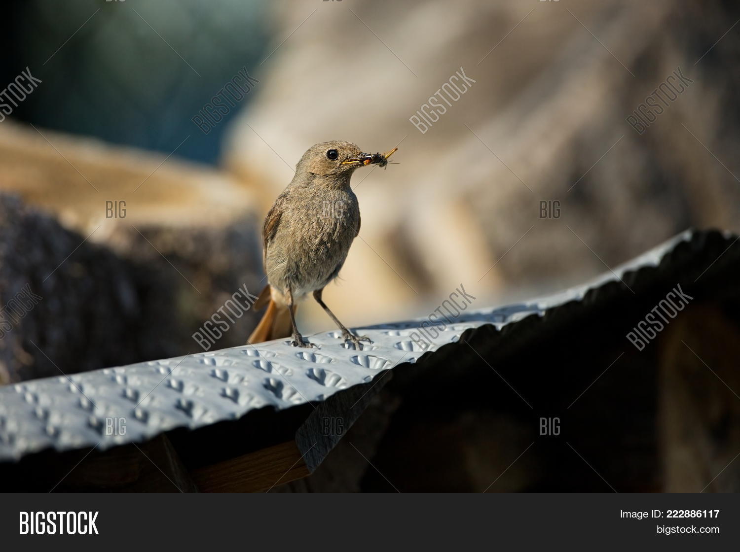 Image Preview
