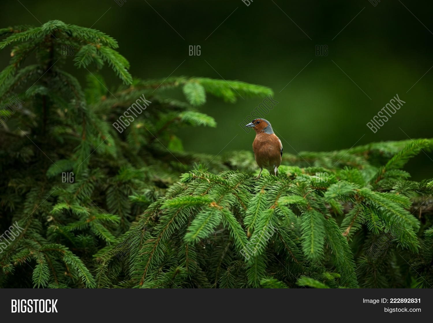 Image Preview