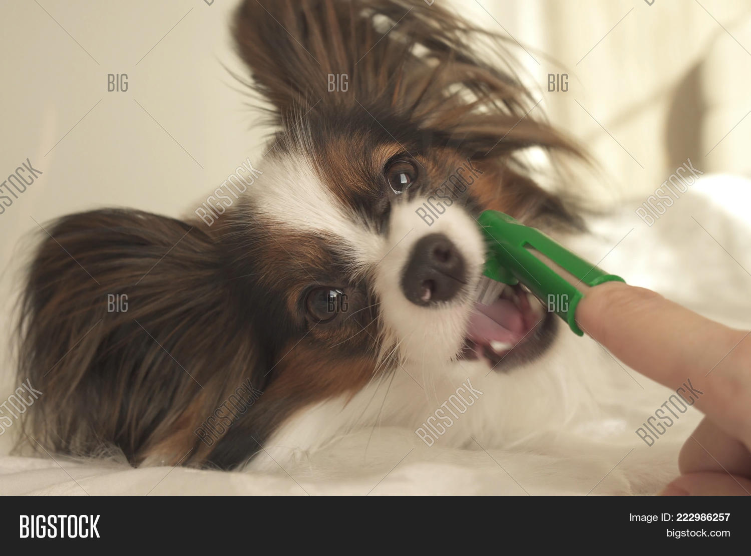 Image Preview