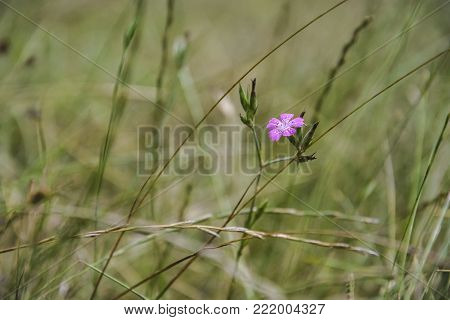 single Purple wildflower, isolated on Blurry background, Strandja National park, Bulgaria