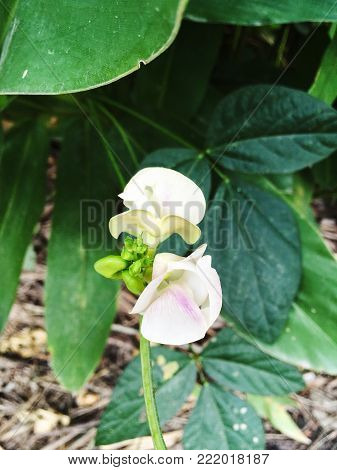 close up purple Macroptilium lathyroides flower in garden