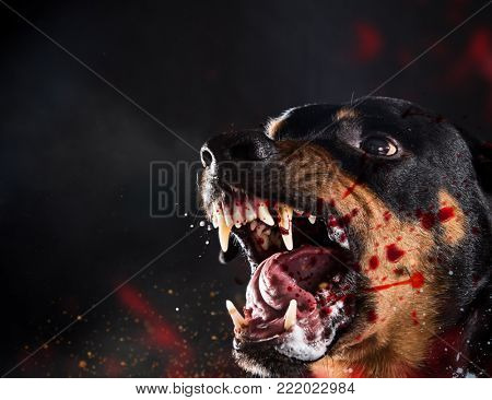 Ferocious Rottweiler barking mad on black background. Portrait photo.