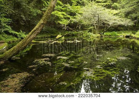 Spring water pond (Yamabuki-suigen spring water) surrounded by green forest in Kumamoto