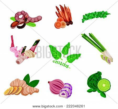 Asian food ingredient set with tamarind, ginger, shallot, basil, galingale, galangal, lemongrass, kaffir lime, and green peppercorn, illustration, vector
