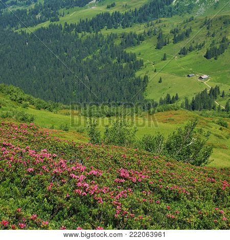 Alpenrosen green meadow and distant view of a farm. Summer scene near Gstaad. Rural summer scene near Gstaad, Swiss Alps.