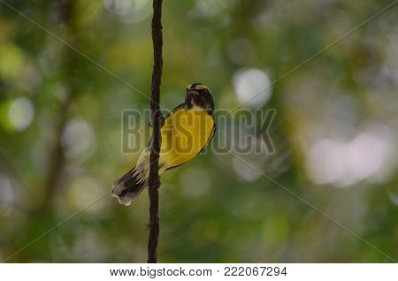 Yellow bananaquit bird clinging to a vine.