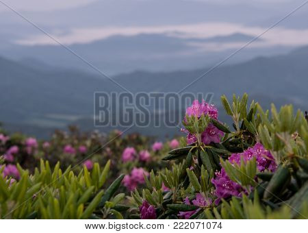 Wet Rhododendron Bloom Above Foggy Valley in Blue Ridge mountains