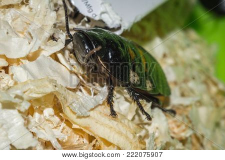 Madagascar hissing cockroaches macro photo close-up huge beetles