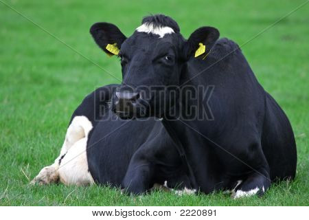 Vaca de leite holandês