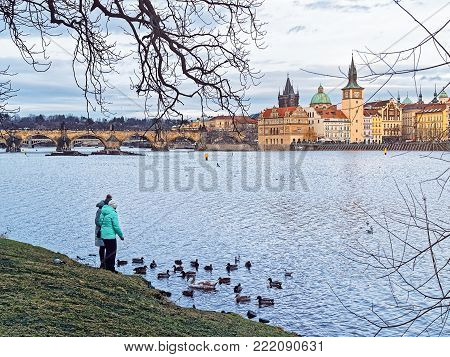 Prague, Czech Republic - December 31, 2017: Two girls feed swans and ducks on the banks of the Vltava on the Streletsky Island. Behind the stone Charles Bridge and historic buildings can be seen