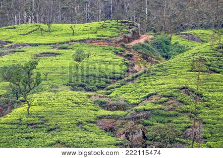 Scenic view of tea plantation in mountain region of Sri Lanka