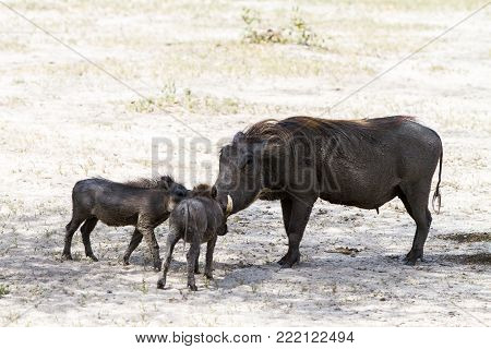 The Common Warthog (phacochoerus Africanus), Wild Member Of The Pig Family (suidae) Found In Grassla