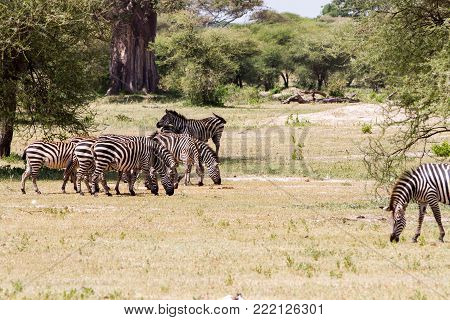 Zebra Species Of African Equids (horse Family) United By Their Distinctive Black And White Striped C