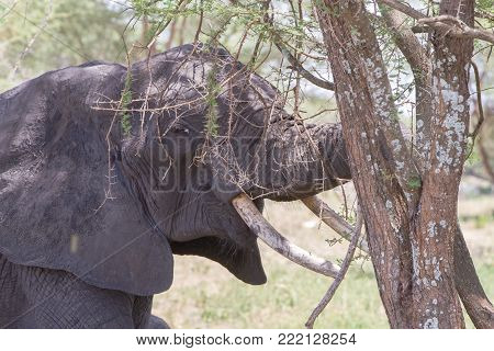 African Elephants, Of The Genus Loxodonta In Tarangire National Park, Tanzania