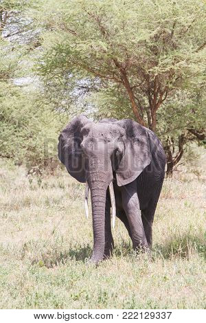 African Elephants, Of The Genus Loxodonta In Tarangire National Park, Tanzania