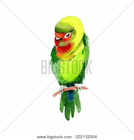 Sky birds small parrots in a wildlife by watercolor style isolated. Wild freedom, bird with a flying wings. Aquarelle bird for background, texture, pattern, frame, border or tattoo.