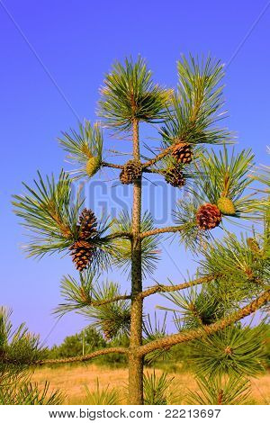 ต้นไม้ขนาดเล็กสนกับกรวย