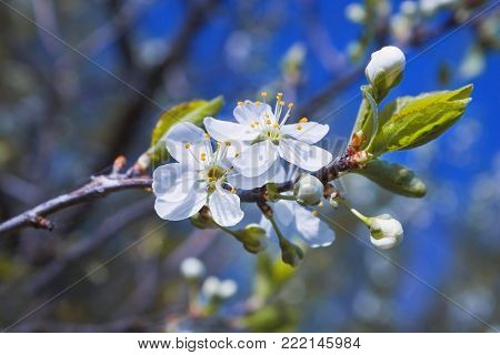 A photo of blooming apple tree on the blue sky. Background for Tu Bishvat greeting card or poster for new year of trees. Jewish holiday, blooming tree. Selective Soft focus