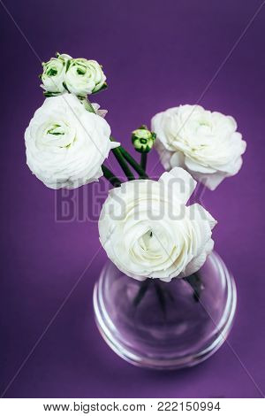 Group of white flowers over Ultra Violet background. Ispired by color of the year 2018.